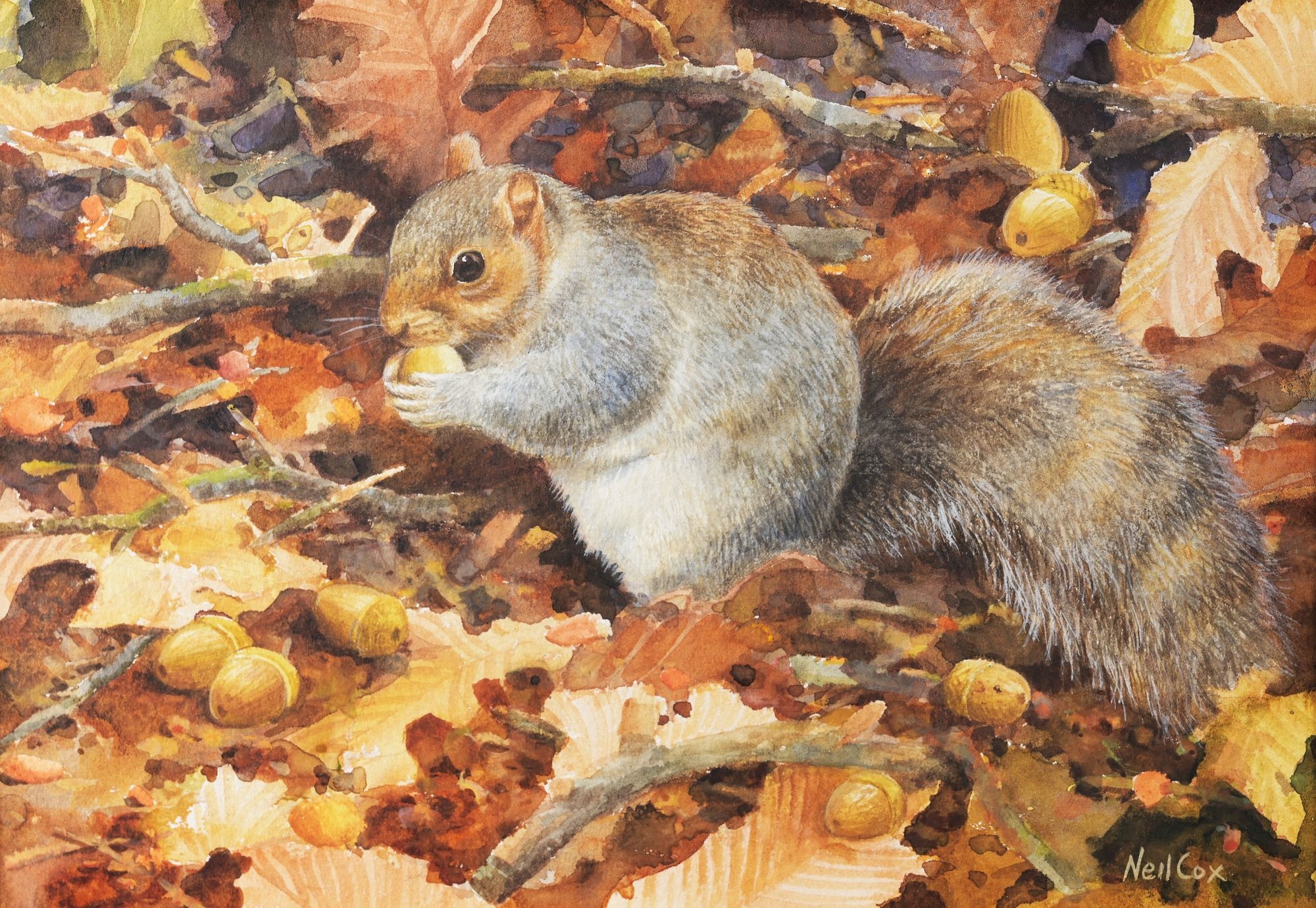 Artwork by Neil Cox, Squirrel in Autumn Leaves, Made of Watercolor