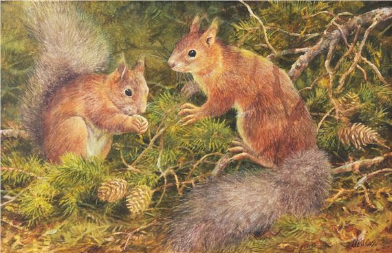 Red Squirrels in Pine Forest