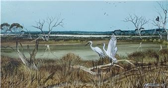 Egretta Alba (Great Egret) - Rob Taylor