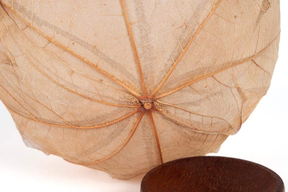 Artwork by Kay Sekimachi, Leaf Bowl Sculpture, Made of Maple leaves and paper
