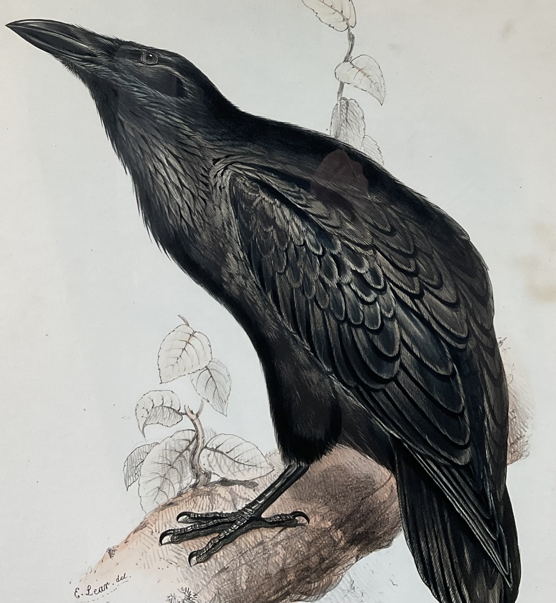 Edward Lear | Raven (1850) | MutualArt