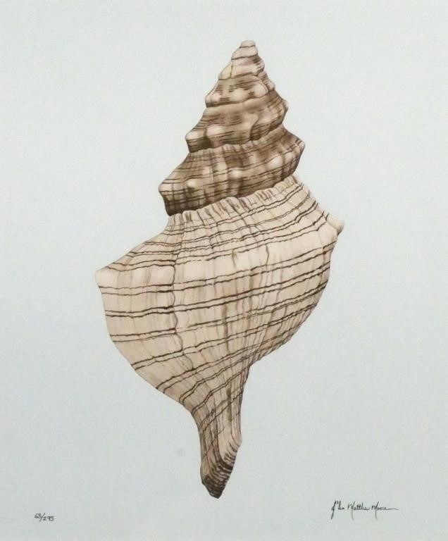 John Matthew Moore | Shell Giclees | MutualArt