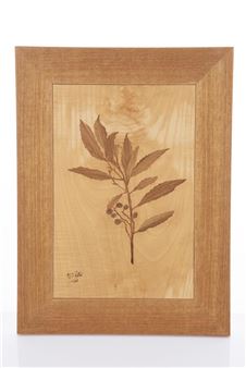 Blueberry Ash - Michael Retter