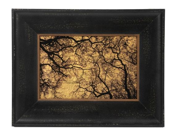 Trees London by Kate Breakey