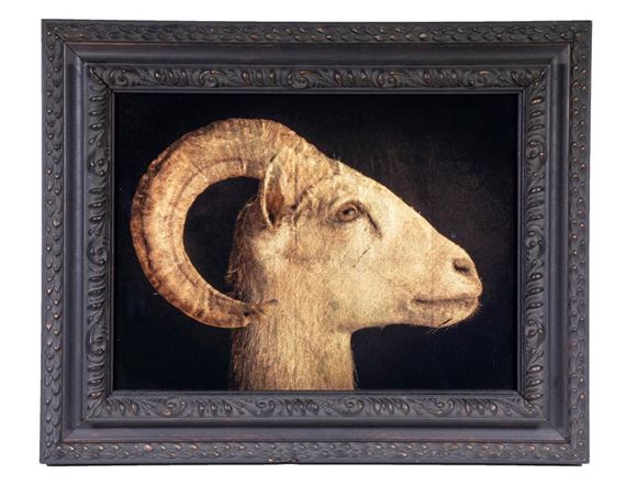 Long Horn Sheep
