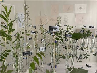 Paula Valero Comín & Rosa Luxemburg: Resistant Herbarium - Darling Foundry