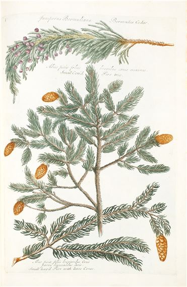 Catalogus Plantarum… A Catalogue of Trees, Shrubs, Plants, and Flowers, both Exotic and Domestic, which are propagated for sale, in the Gardens near London - Jacobus Van Huysum