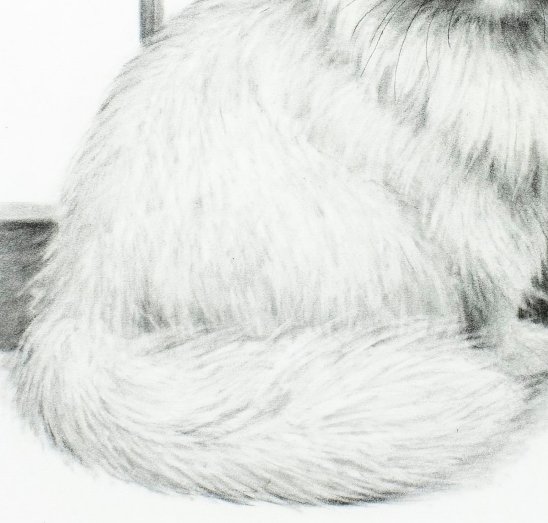 Stephanie Stouffer White Persian Cat Mutualart 