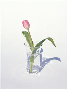 Yoshihiko Ueda: Flowers - Tomio Koyama Gallery, Roppongi