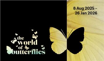The World of Butterflies - Tasmanian Museum and Art Gallery