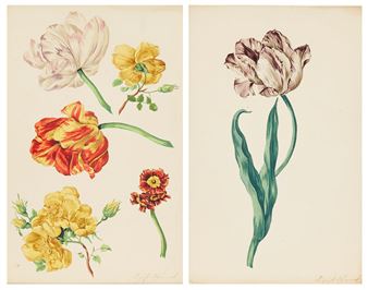 Blumenstudien, Einzelne Tulpe, Tulpen und Rosen - Augustine Zermak