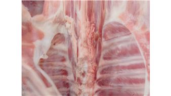 Shahryar Nashat: Raw Is the Red - Aspen Art Museum