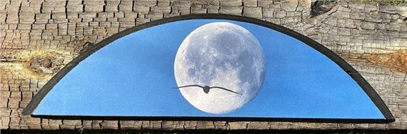 Roger Lever: Images on Oak - Logan Botanic Garden