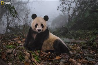 The Greatest Wildlife Photographs - The Momentary