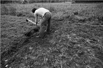 Patate - Vincent van GoghHuis