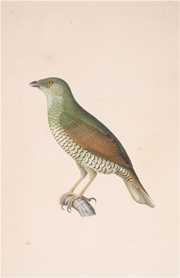 Original preliminary drawing of a Kitta holosericea by Nicolas Huet the Elder, circa 1830
