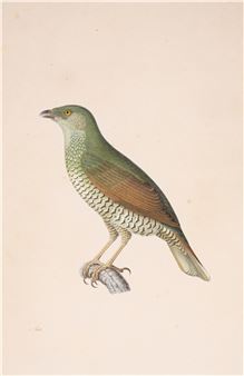 Original preliminary drawing of a Kitta holosericea - Nicolas Huet the Elder