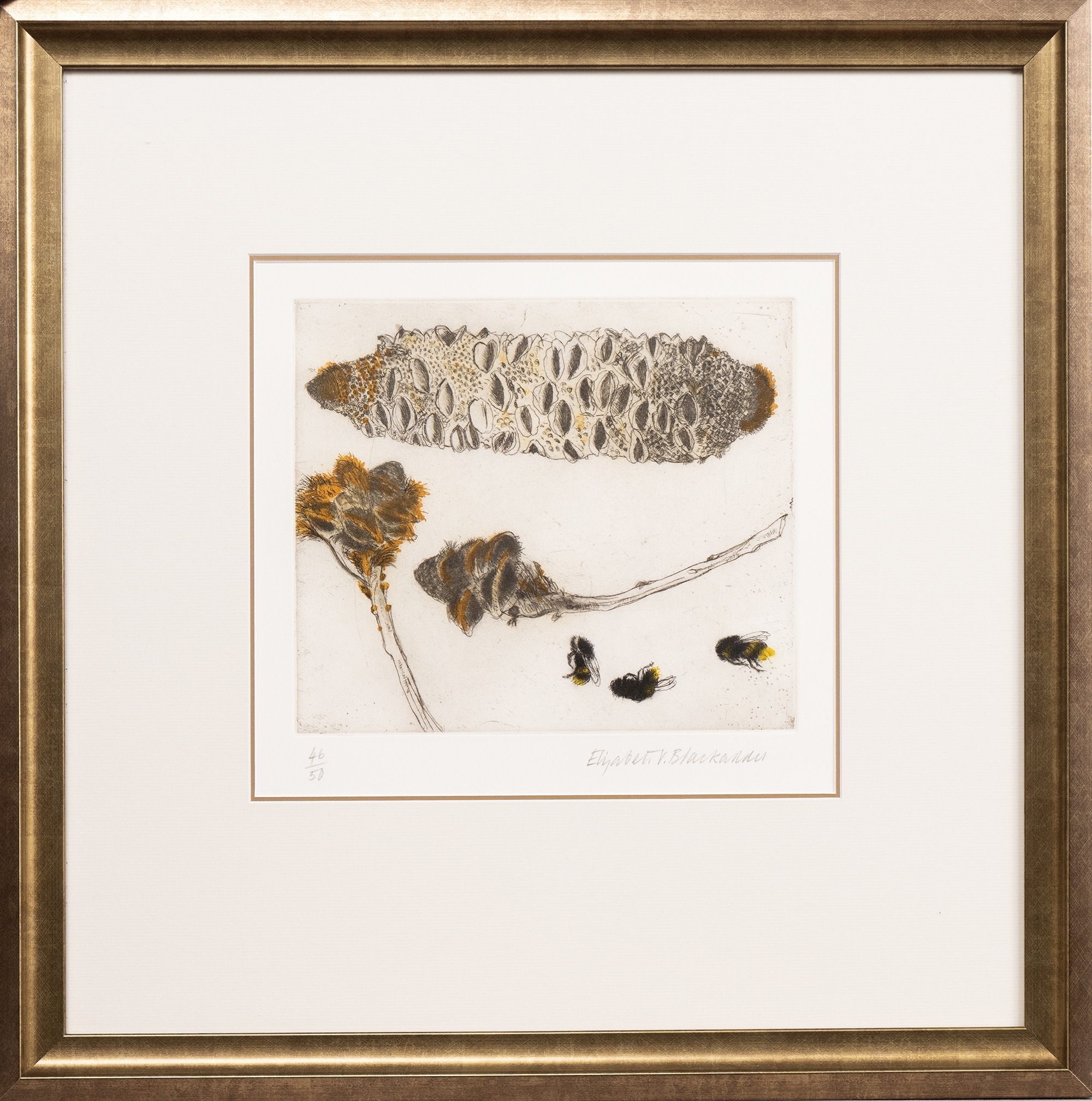 Artwork by Elizabeth Blackadder, SEED PODS AND BEES, Made of limited edition colour etching on paper
