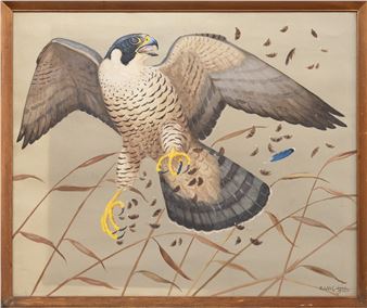 PEREGRINE FALCON - Ralston Gudgeon
