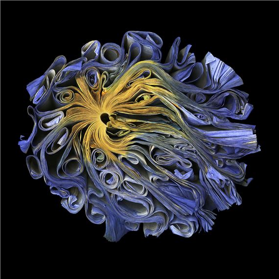 Focus on Photography: Selections from the Permanent Collection - The Grace Museum