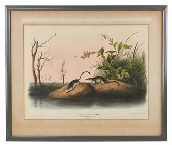 American Marsh Shrew - John Woodhouse Audubon