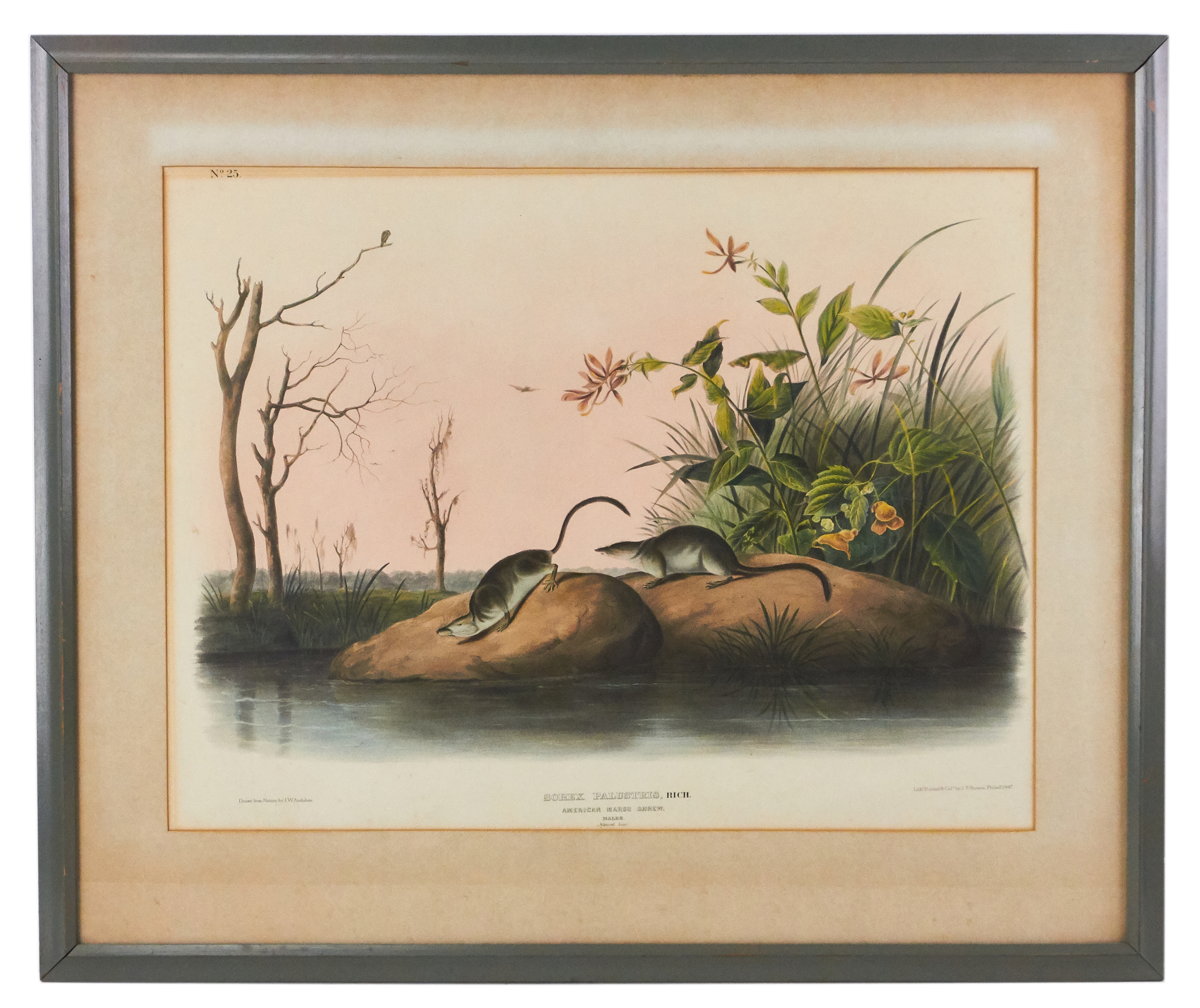 Artwork by John Woodhouse Audubon, American Marsh Shrew, Made of lithograph