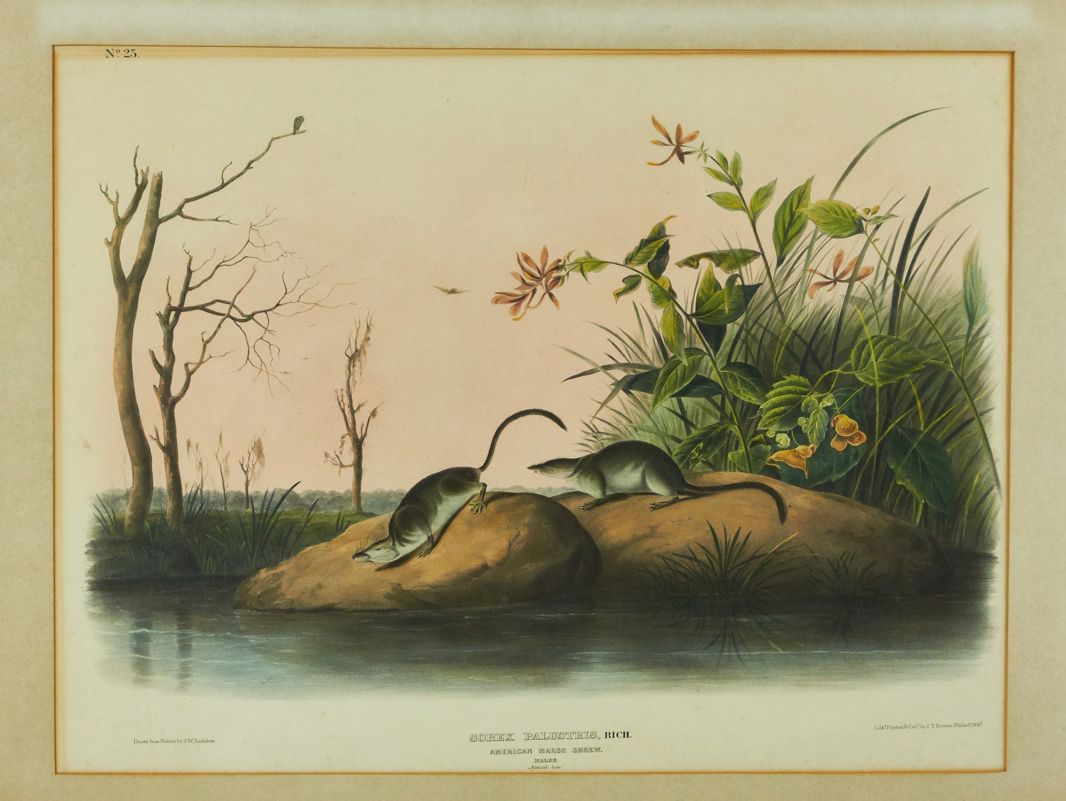 Artwork by John Woodhouse Audubon, American Marsh Shrew, Made of lithograph