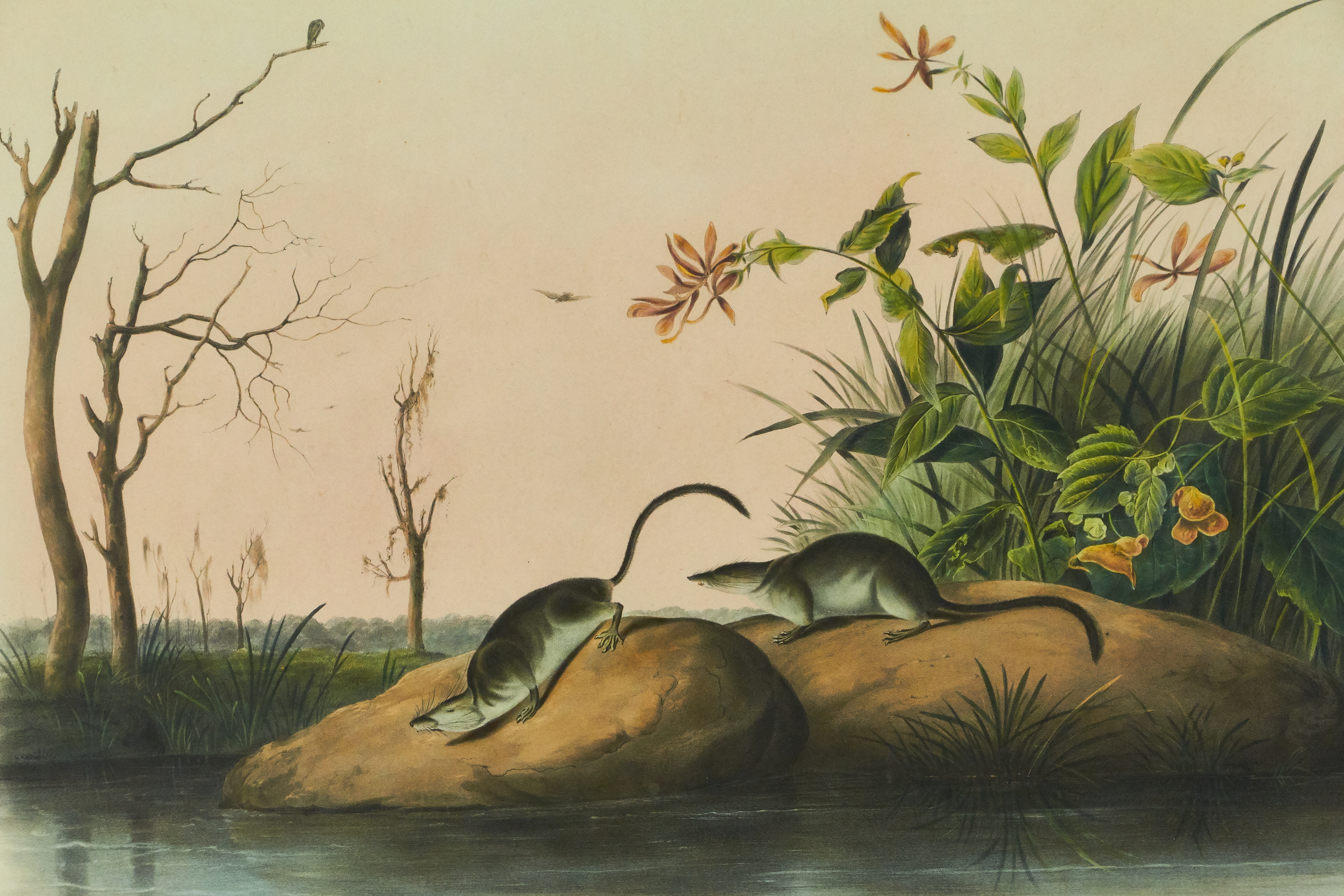 Artwork by John Woodhouse Audubon, American Marsh Shrew, Made of lithograph