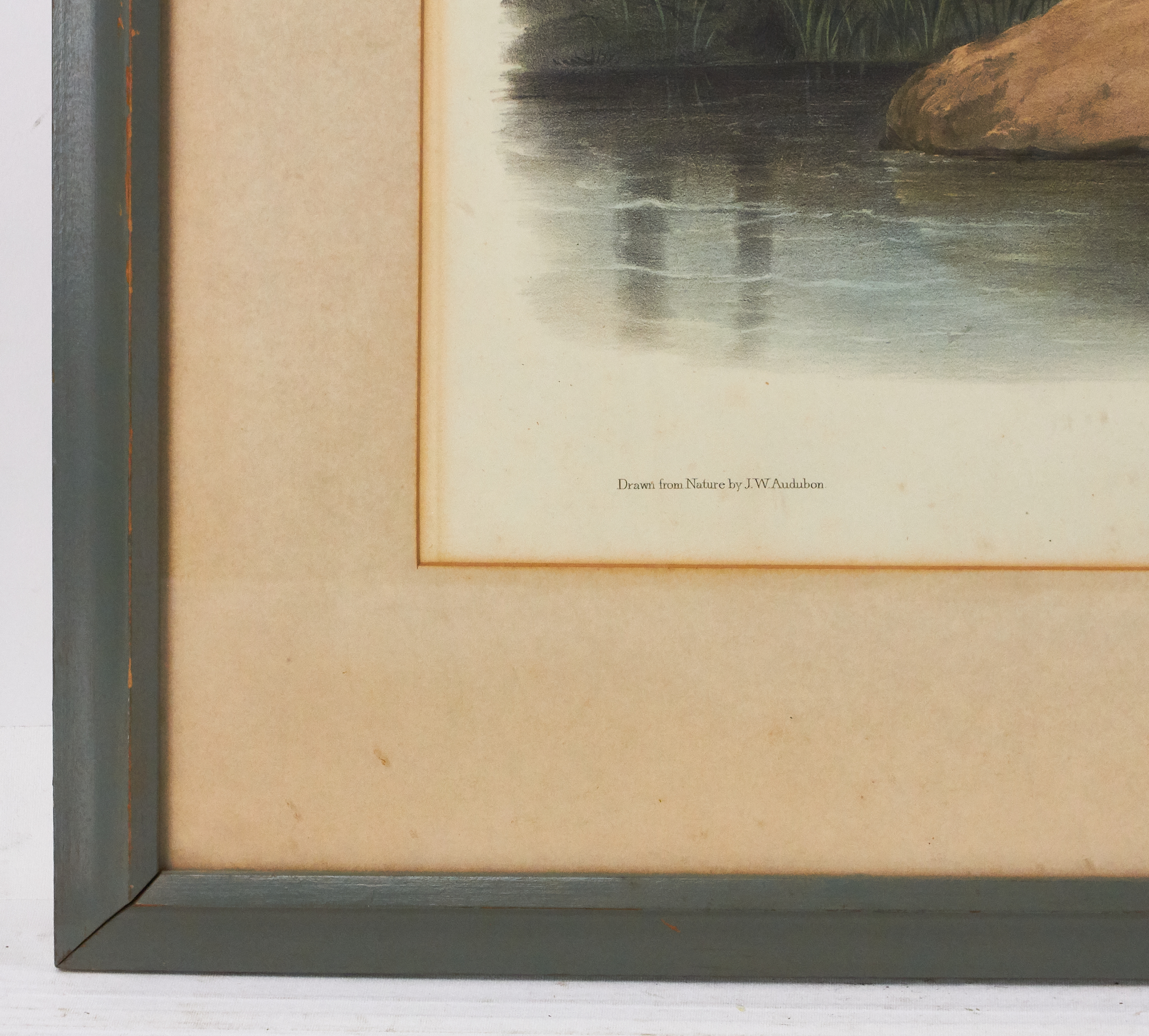 Artwork by John Woodhouse Audubon, American Marsh Shrew, Made of lithograph