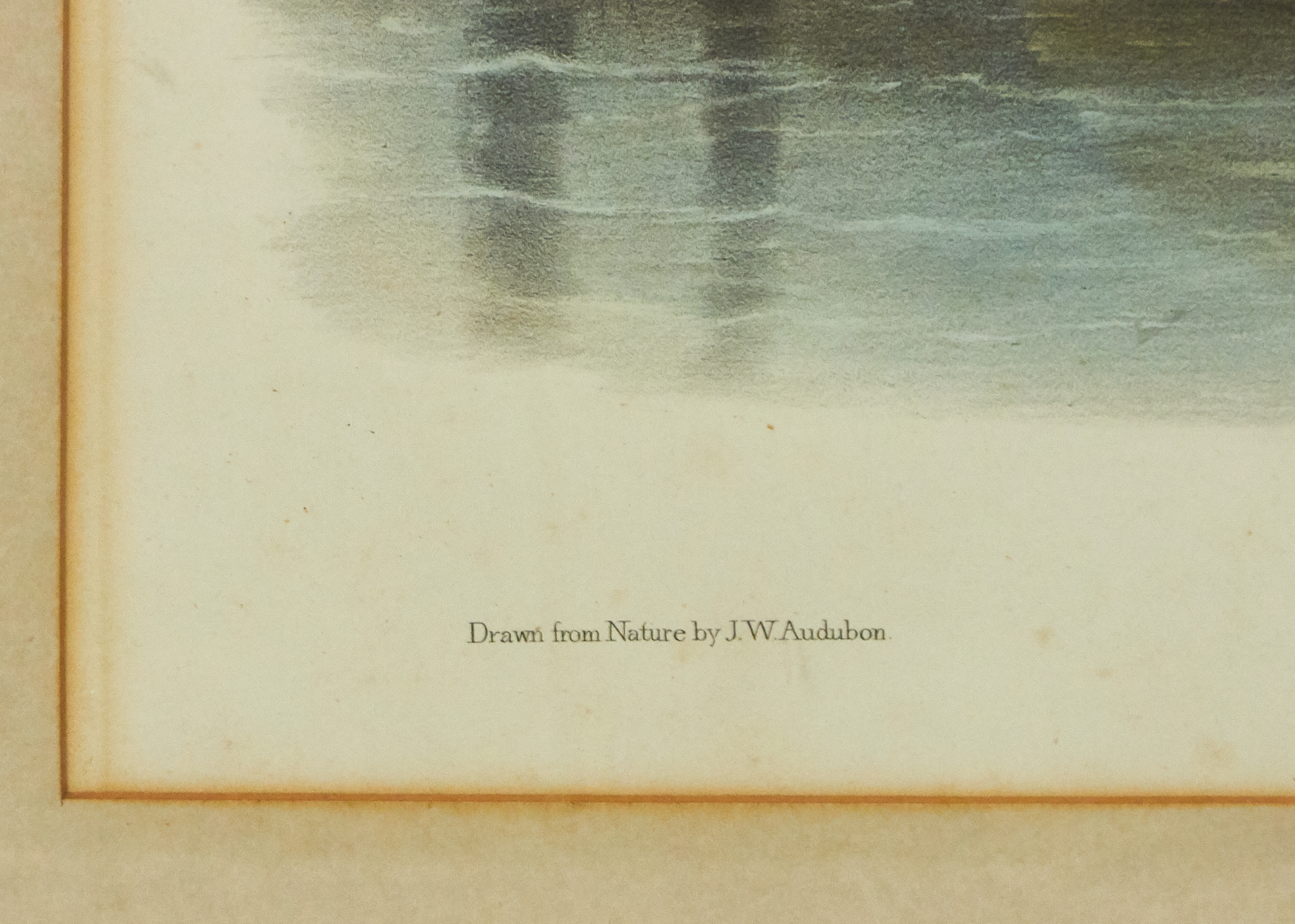 Artwork by John Woodhouse Audubon, American Marsh Shrew, Made of lithograph