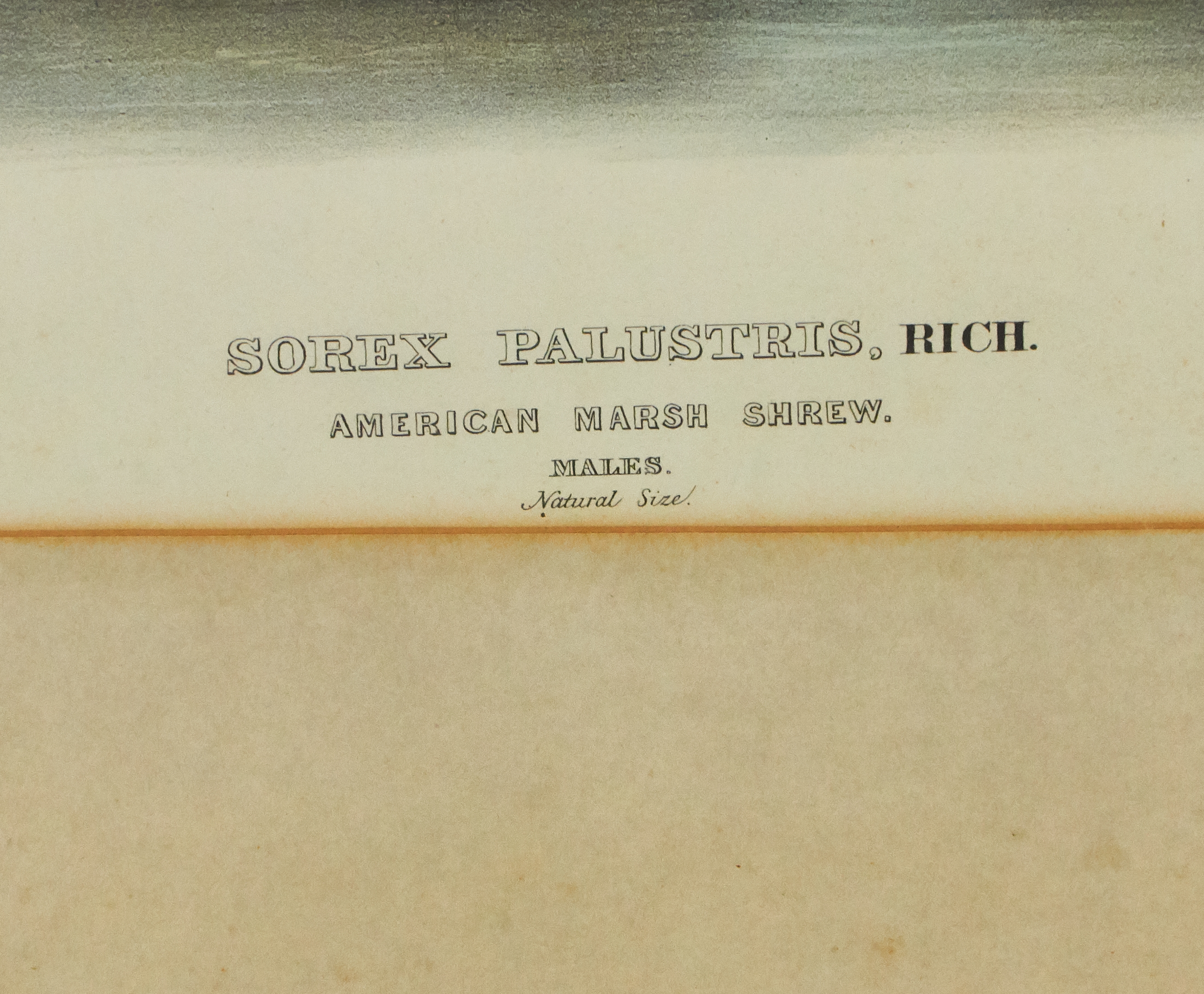 Artwork by John Woodhouse Audubon, American Marsh Shrew, Made of lithograph