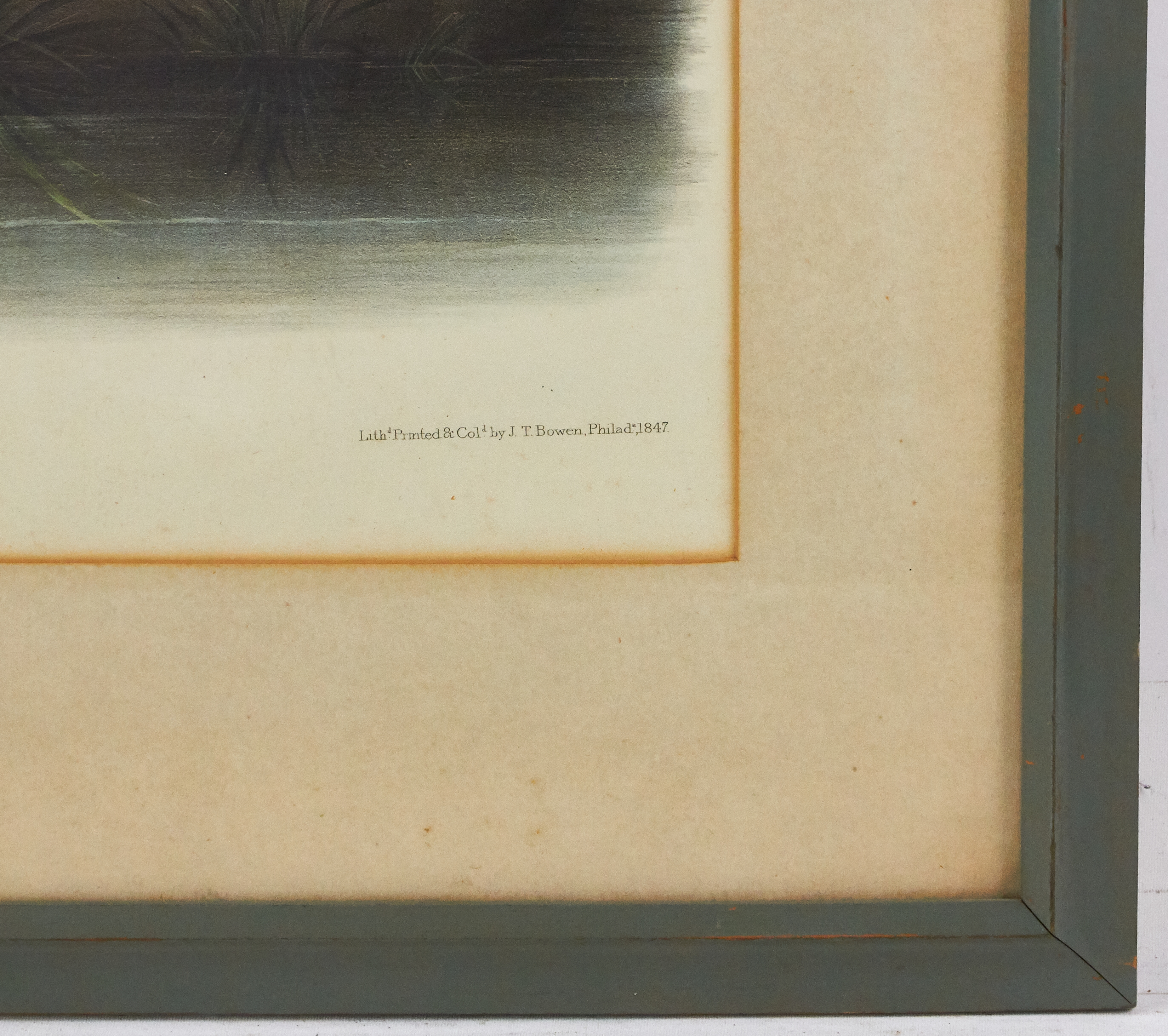 Artwork by John Woodhouse Audubon, American Marsh Shrew, Made of lithograph