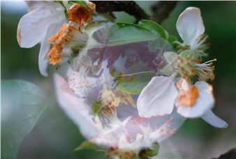 Fischli + Weiss: Flowers and Mushrooms - Peder Lund