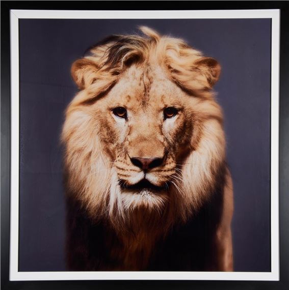 Luke ( Lion ) - Tyler Shields