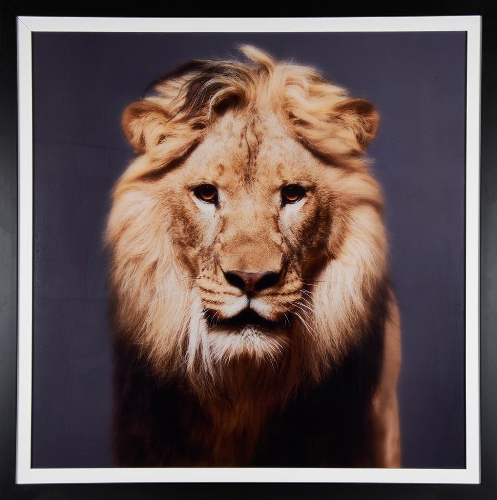 Artwork by Tyler Shields, Luke ( Lion ), Made of Photograph