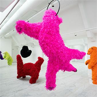 Paola Pivi: I don’t like it, I love it - Art Gallery of Western Australia