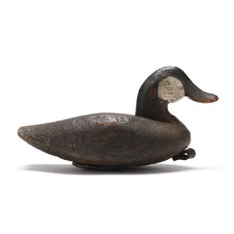 Important Ruddy Duck - Charlie Waterfield
