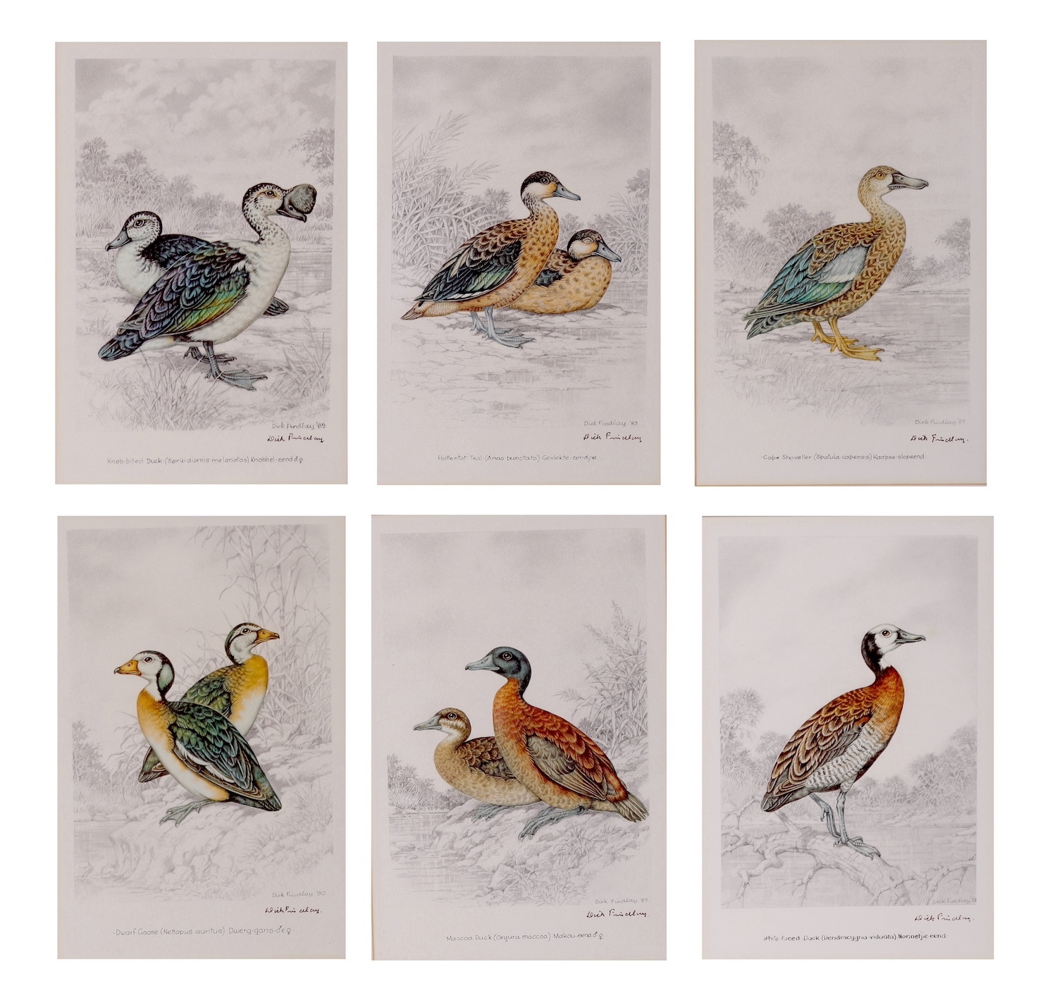 Artwork by Dick Findlay, WATER BIRDS (DUCKS, Made of Photolithographs