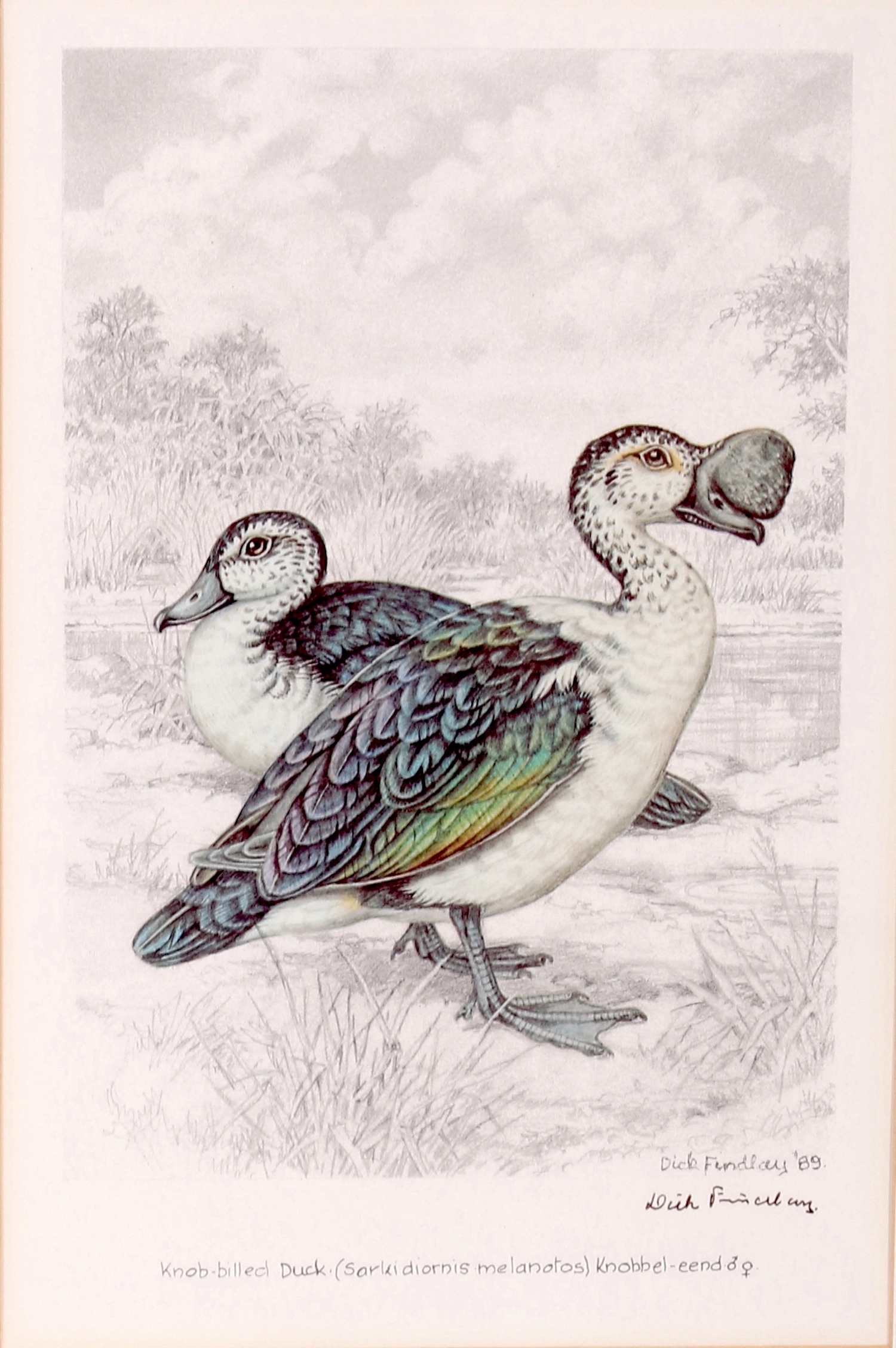 Artwork by Dick Findlay, WATER BIRDS (DUCKS, Made of Photolithographs