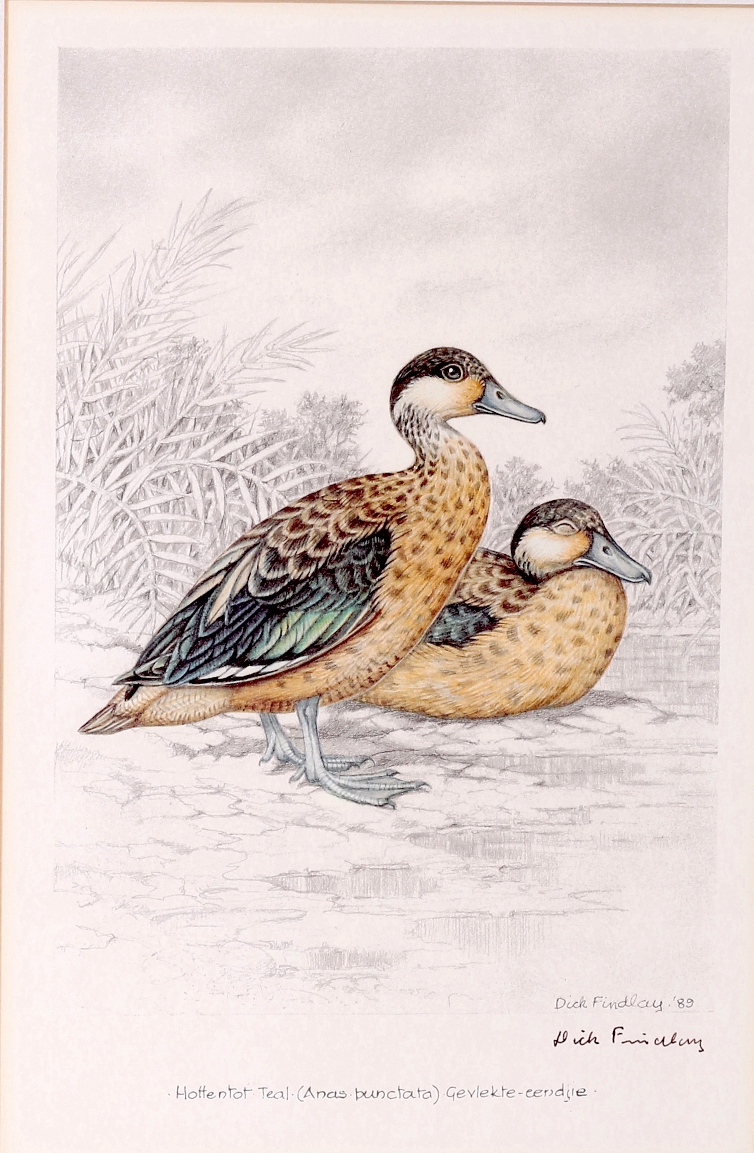 Artwork by Dick Findlay, WATER BIRDS (DUCKS, Made of Photolithographs