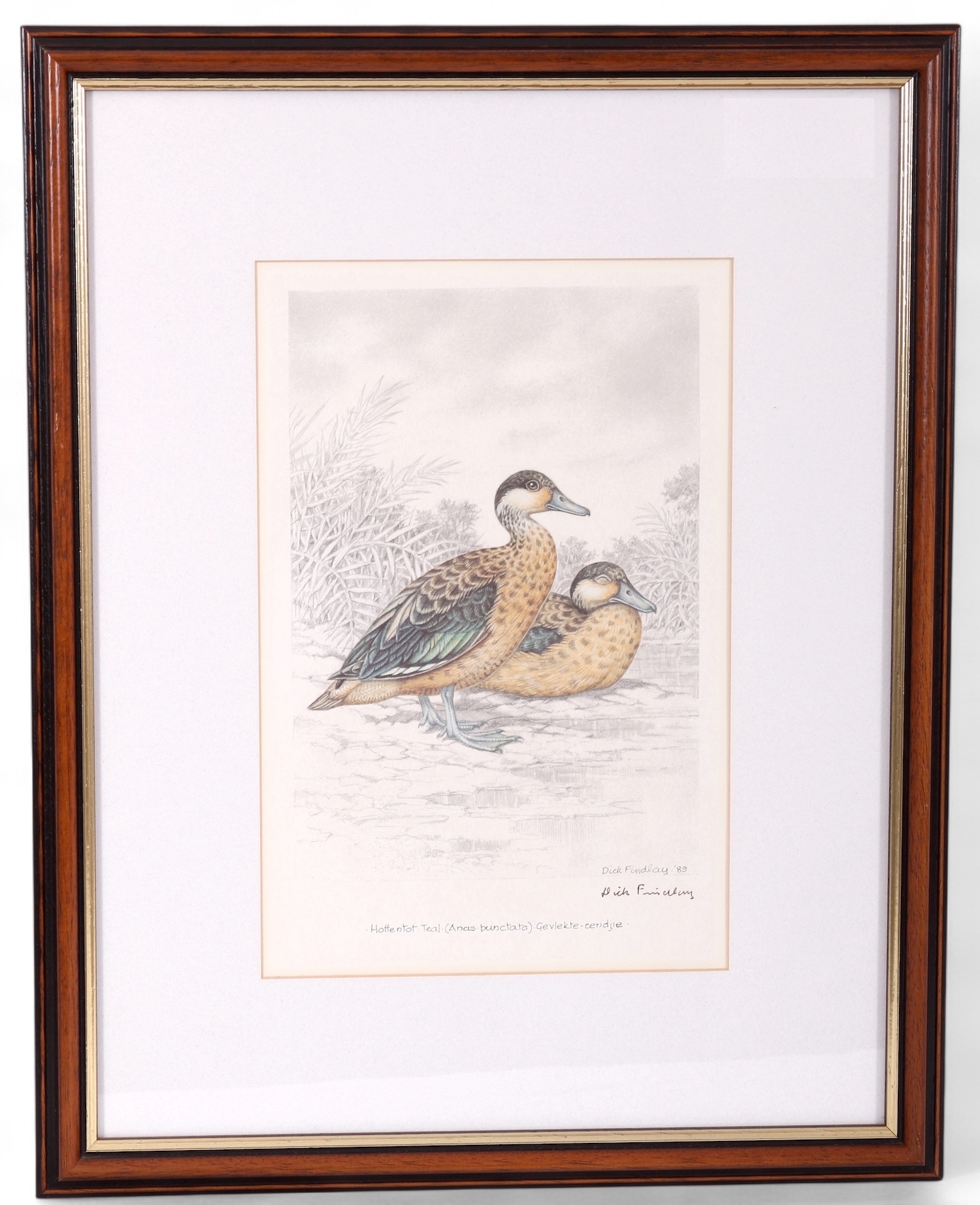 Artwork by Dick Findlay, WATER BIRDS (DUCKS, Made of Photolithographs