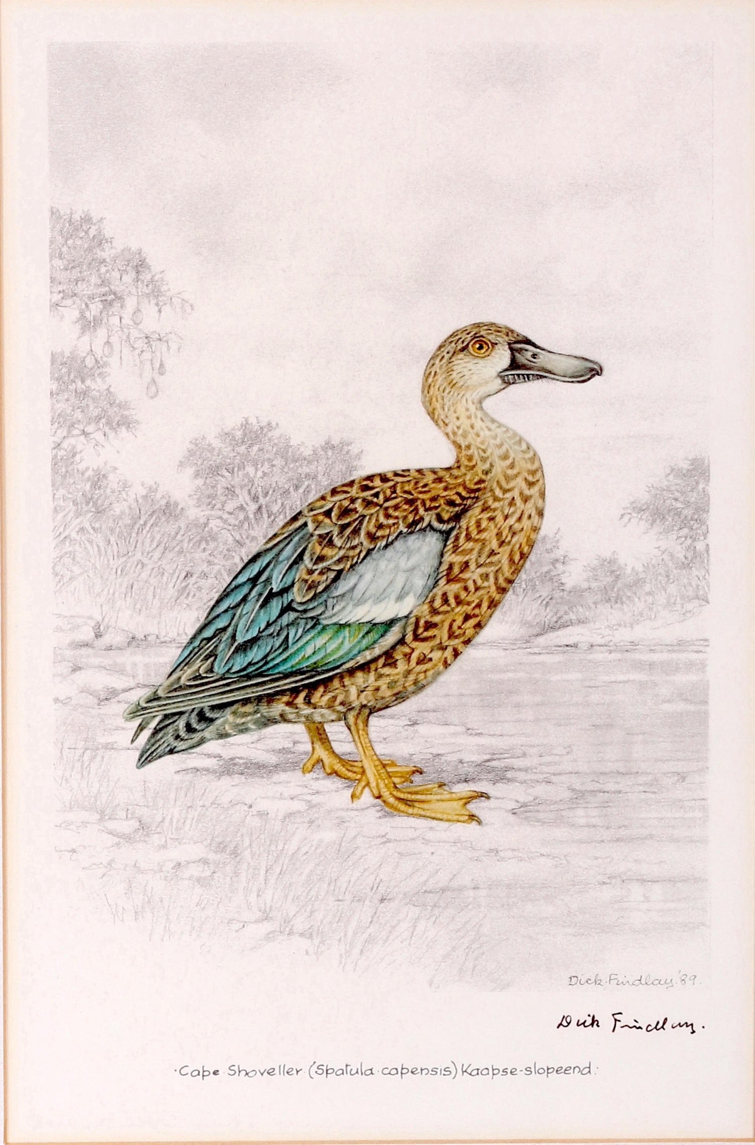 Artwork by Dick Findlay, WATER BIRDS (DUCKS, Made of Photolithographs