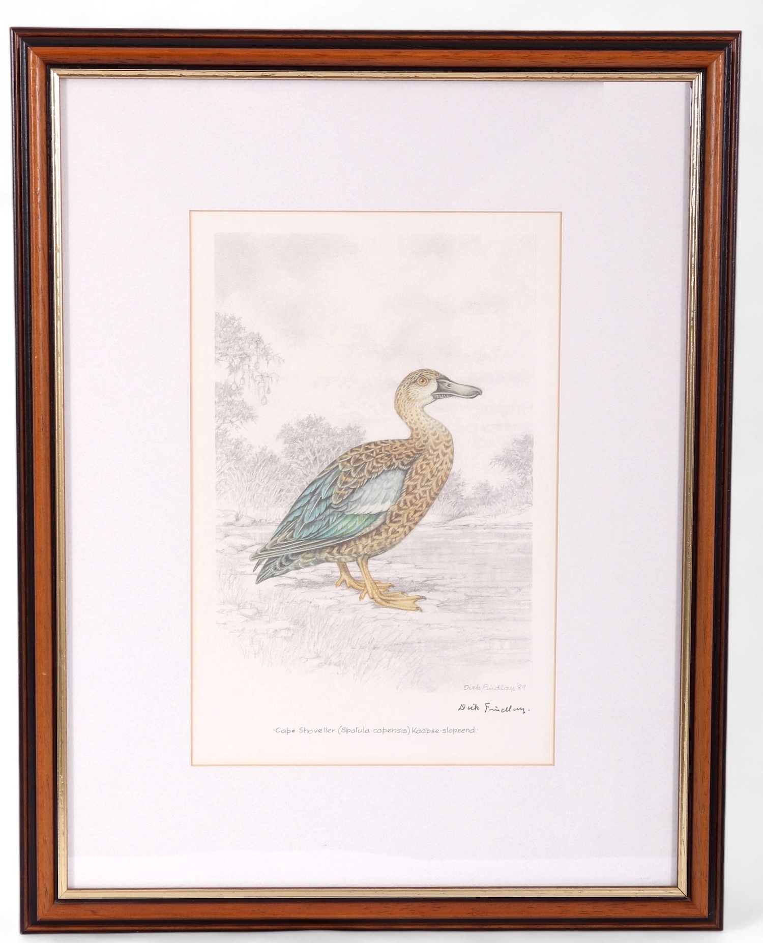 Artwork by Dick Findlay, WATER BIRDS (DUCKS, Made of Photolithographs
