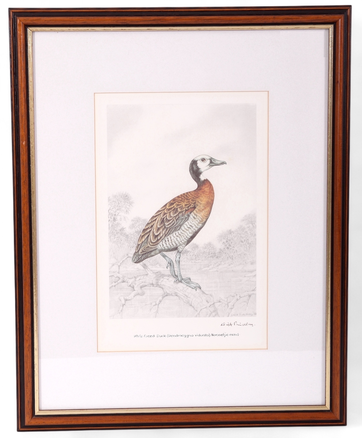 Artwork by Dick Findlay, WATER BIRDS (DUCKS, Made of Photolithographs