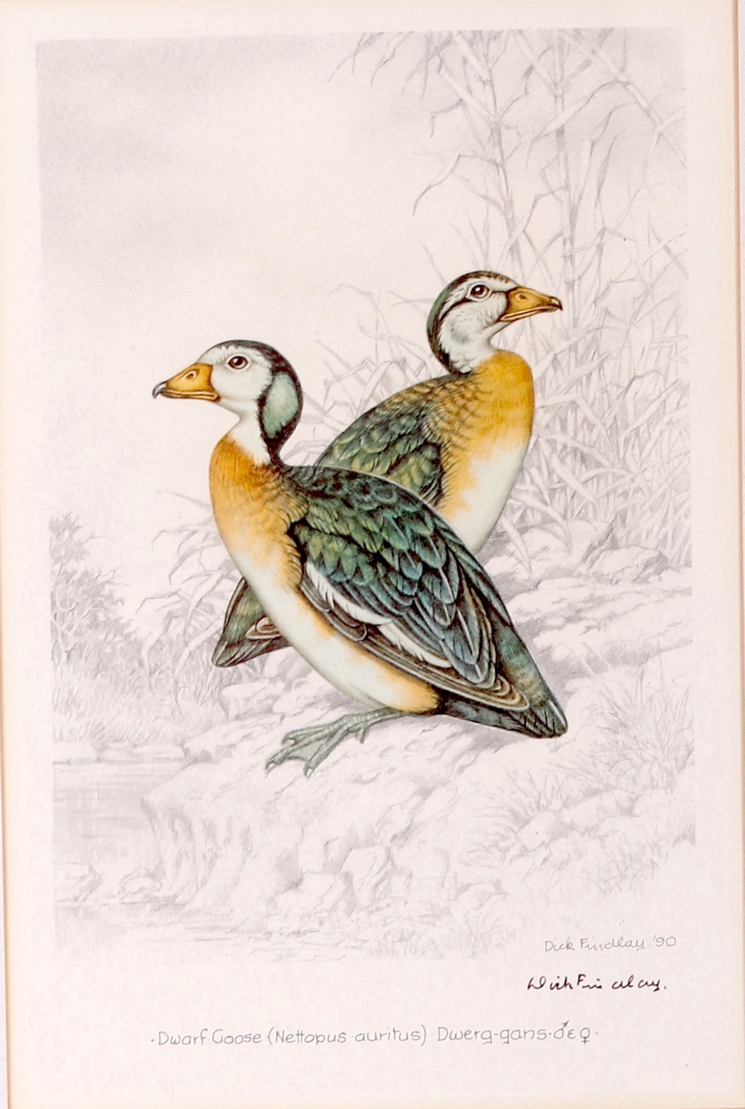 Artwork by Dick Findlay, WATER BIRDS (DUCKS, Made of Photolithographs