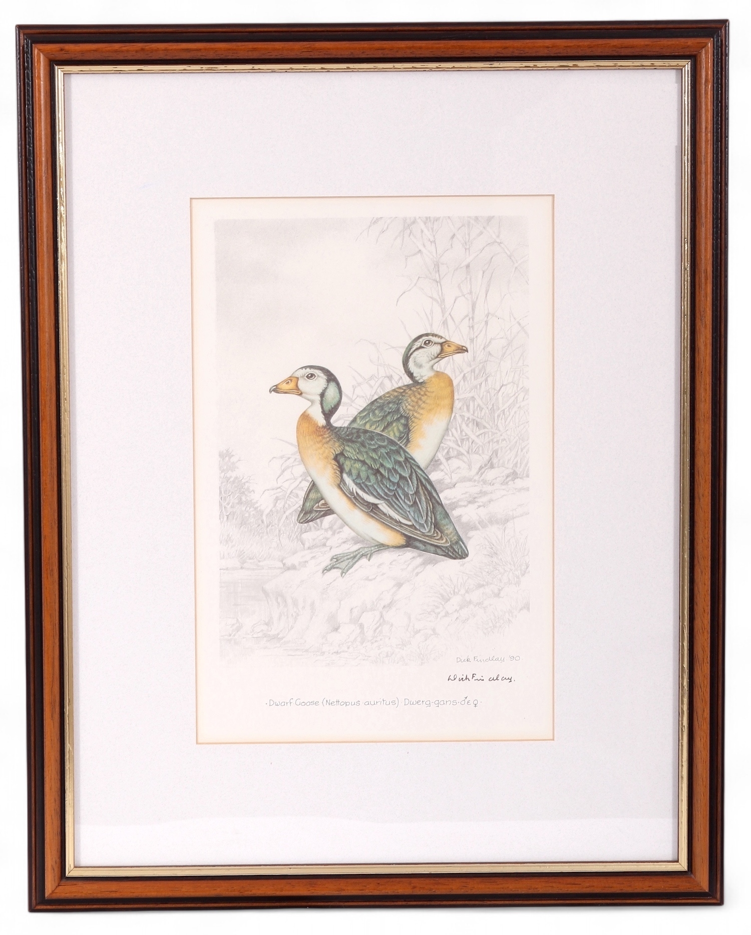 Artwork by Dick Findlay, WATER BIRDS (DUCKS, Made of Photolithographs