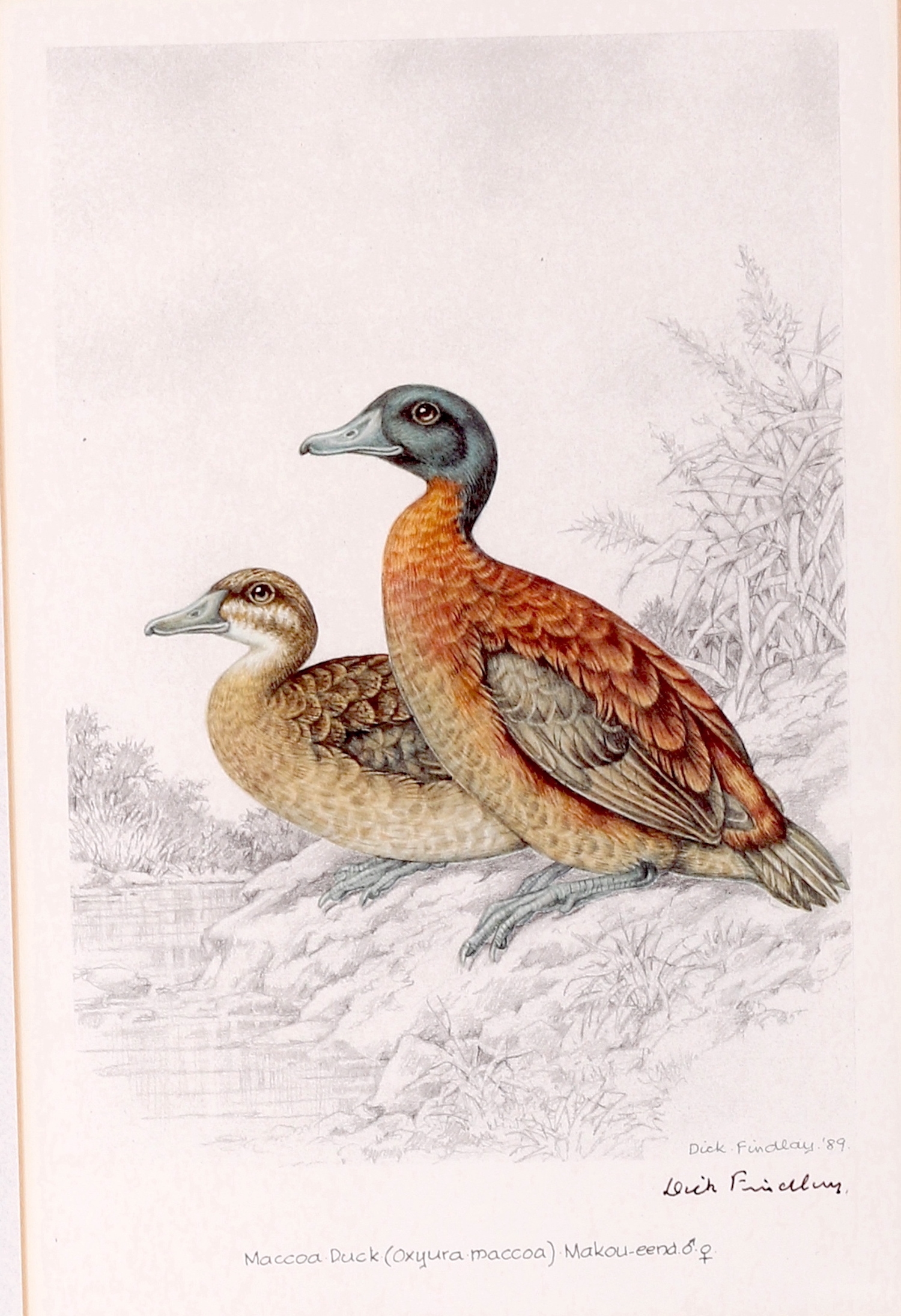 Artwork by Dick Findlay, WATER BIRDS (DUCKS, Made of Photolithographs