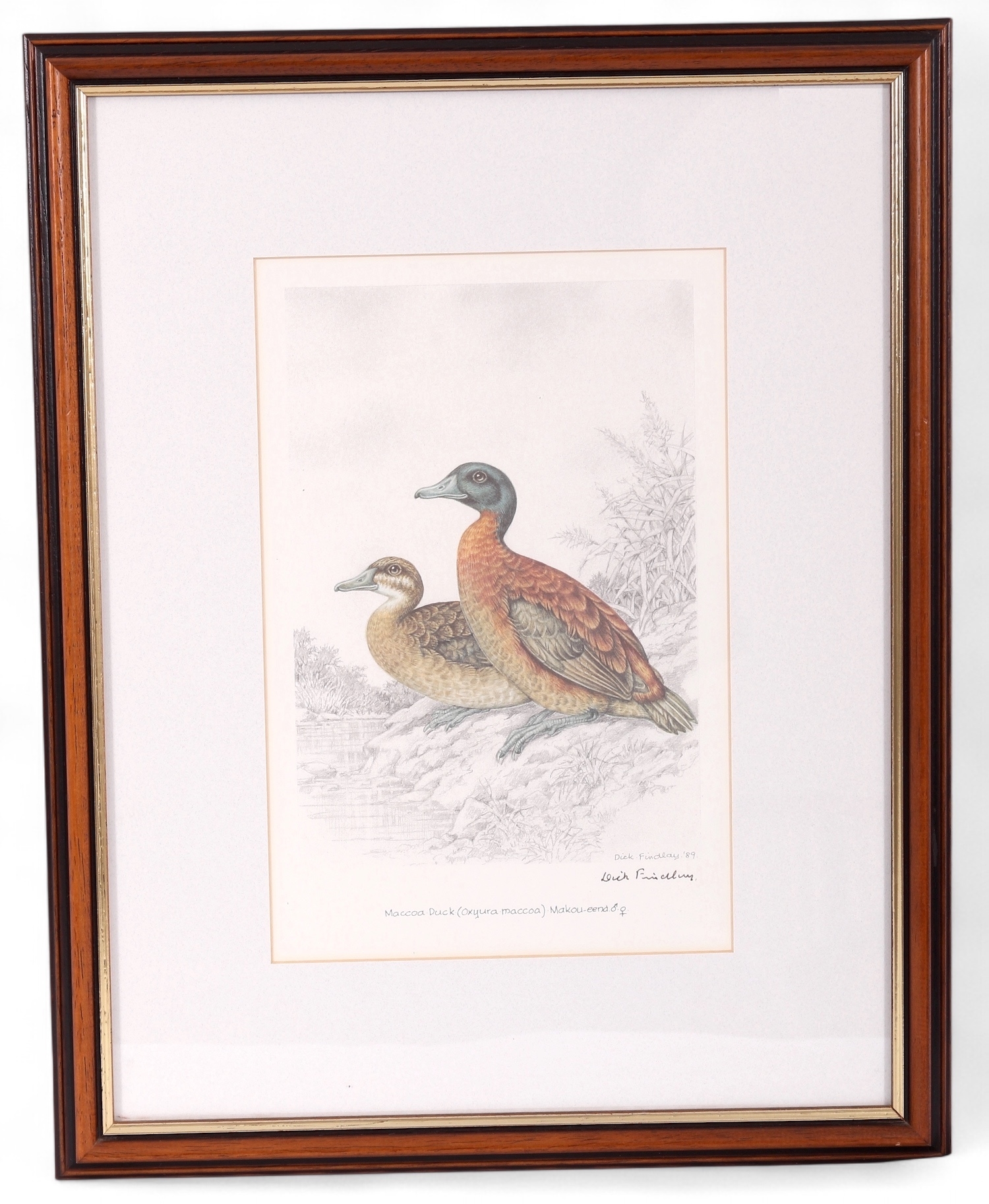 Artwork by Dick Findlay, WATER BIRDS (DUCKS, Made of Photolithographs