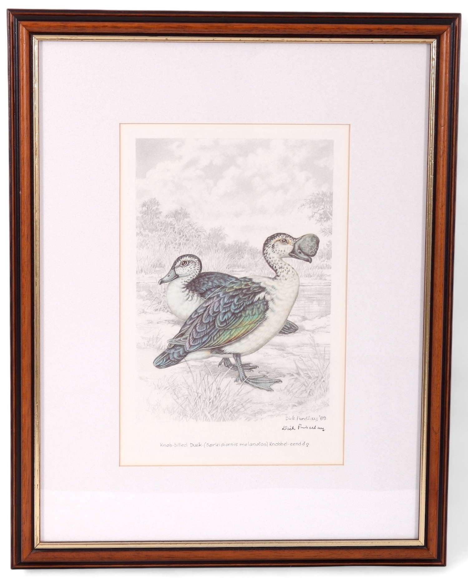 Artwork by Dick Findlay, WATER BIRDS (DUCKS, Made of Photolithographs