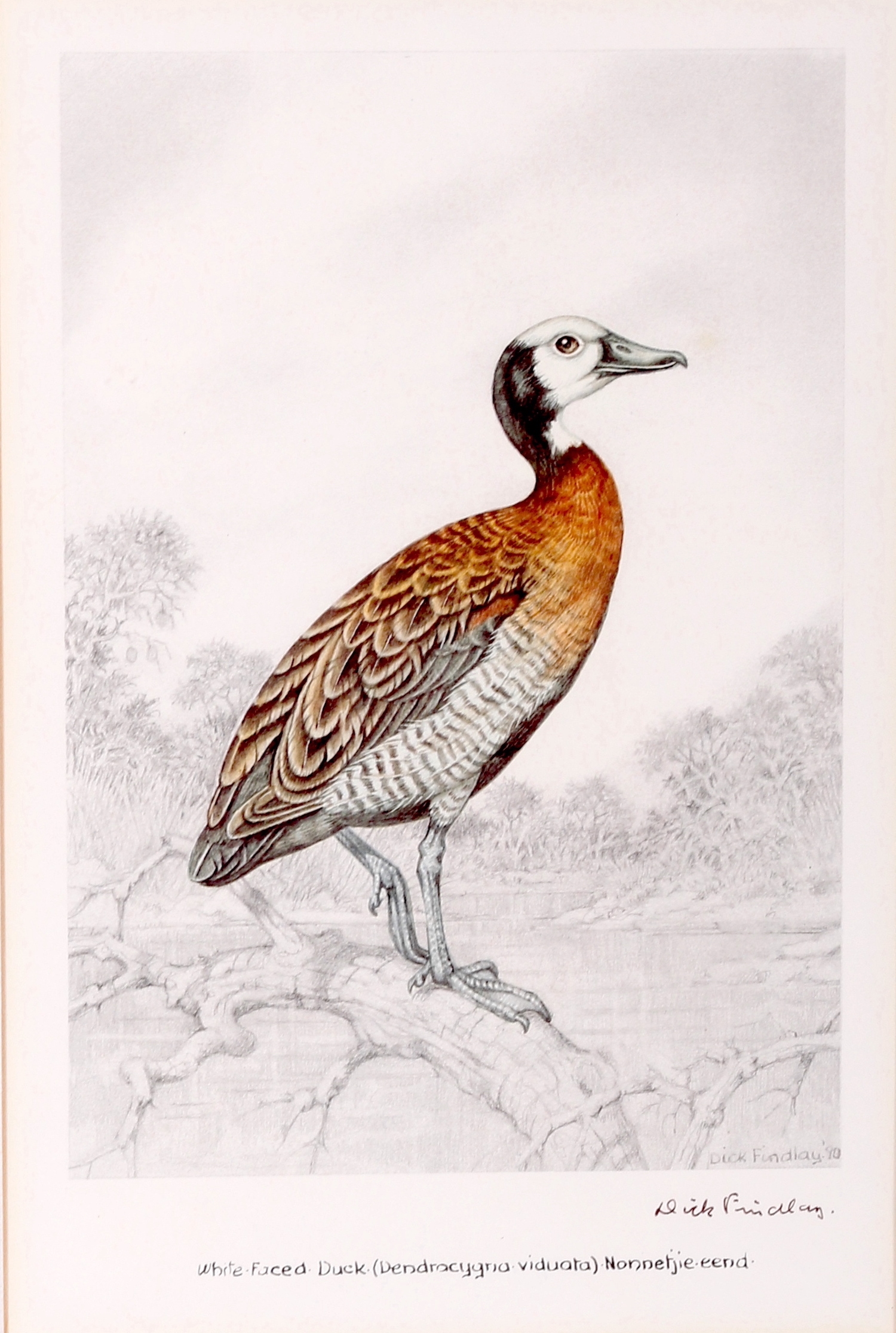 Artwork by Dick Findlay, WATER BIRDS (DUCKS, Made of Photolithographs
